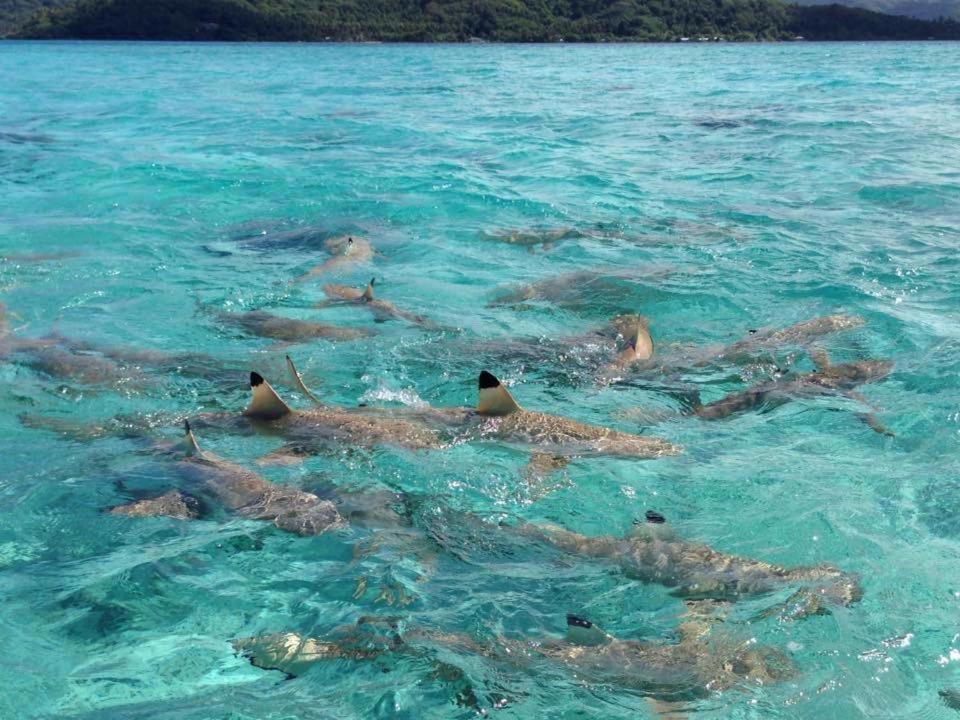 Pension Hibiscus Tahaa Uturoa 외부 사진